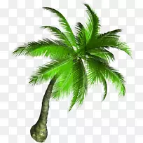 亚洲棕榈椰子树-椰子树