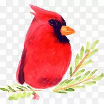 鸟水彩画插图.手绘圣诞卡通红鸟