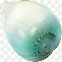 海贝壳滩海螺滩元素