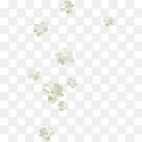 花瓣白色-美丽的白色花朵飘浮