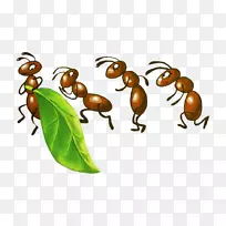 蚂蚁昆虫蜜蜂画蚜虫蚂蚁