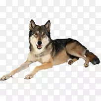 狗北极狼墨西哥狼夹艺术宠物狗