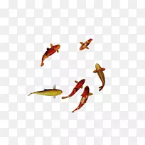 鲫鱼-金鱼游泳