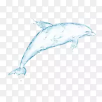 海豚画水滴壁纸-白鲸
