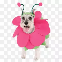 小狗装花束-可爱的狗衣服