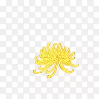 花瓣黄色图案-菊花