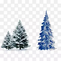 圣诞树，雪松云杉，雪松