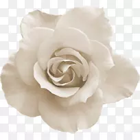 花玫瑰-白玫瑰