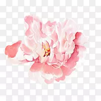 牡丹花图案水彩画-粉红色玫瑰