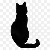 萨凡纳猫黑猫食猫女巫猫