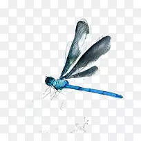 水彩画-蜻蜓