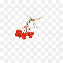 樱桃果-蜻蜓红樱桃采果