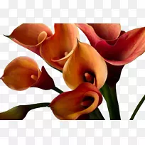 百合花-睡莲-百合-球茎摄影-一束花无花果。