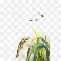 水稻农业-蜻蜓
