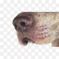 狗鼻-棕色狗鼻