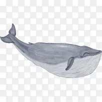 鲸鱼画手绘鲸鱼