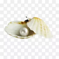 珍珠贝壳珍珠壳