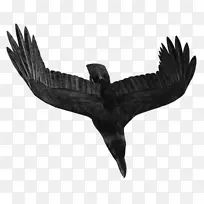 鸟乌鸦图标-潜水乌鸦