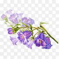 水彩画花卉图例.手绘紫色喇叭