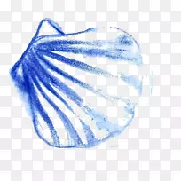 海船海螺绘画.贝壳
