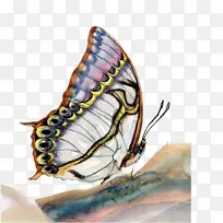 蝴蝶油画水彩画手绘复古材料蝴蝶艺术