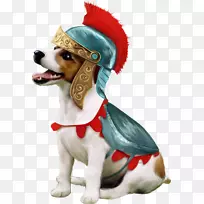 比格拉布拉多猎犬小狗犬品种-油犬骑士
