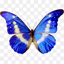 无蝴蝶内容夹艺术-蓝色蝴蝶标本