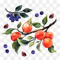 苹果水彩画插画.水彩橙子和蓝莓
