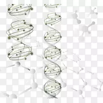 基因dna螺旋链基因