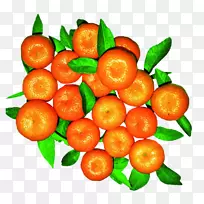 柑桔橘子果实-砂糖图片
