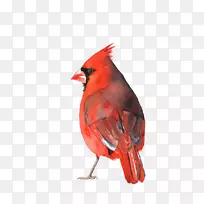 水彩画路易红衣主教艺术鸟鹦鹉