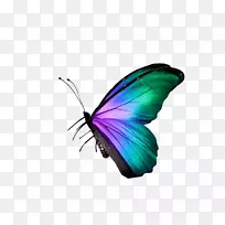 蝴蝶光栅图形图标-蝴蝶