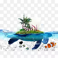 海龟贝壳-大海龟