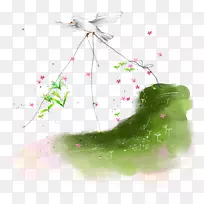 信鸽壁虎鸽子插图.信鸽