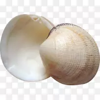海蛤-美丽的贝壳