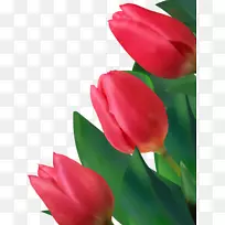 郁金香花-有水滴花瓣