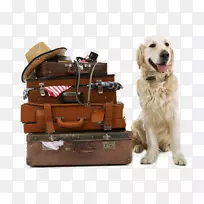 金毛猎犬、拉布拉多猎犬、比格猎犬、罗得西亚脊背犬、行李和金狗