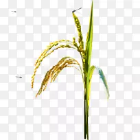 水稻-稻田-不含蜻蜓垫子的材料