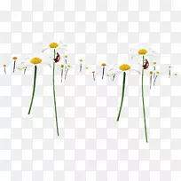 花卉设计黄色能量花瓣-菊花