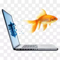 免费电脑-笔记本电脑和金鱼