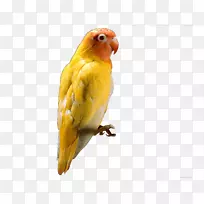 红头鹦鹉-小鹦鹉