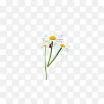 普通雏菊纸牛眼雏菊花瓣设计-菊花和瓢虫