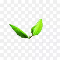 绿叶植物茎墙纸-一棵甜瓜的幼苗