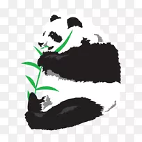 四川大熊猫保护区竹红熊猫-熊猫