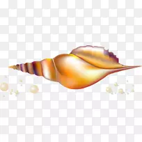 海螺海螺珍珠