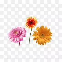 超音速雏菊普通菊花免费内容剪贴画-向日葵