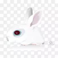 家养白兔复活节兔子小兔-可爱的兔子
