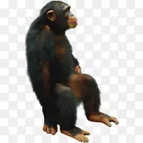 普通黑猩猩大猩猩猴子奇塔大猩猩坐着