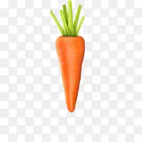 小胡萝卜-植物-载体胡萝卜