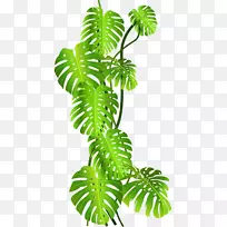 热带丛林热带雨林剪贴画绿椰子叶